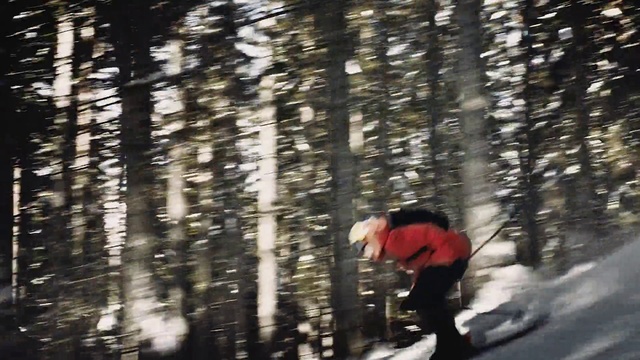 Video Reference: Snow, Tree, Natural environment, Forest, Winter, Woodland, Recreation, Woody plant, Fun, Plant