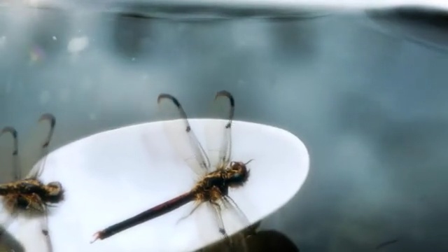 Video Reference: Insect, Invertebrate, Pest, Membrane-winged insect, Organism, Macro photography, Fly, Dragonflies and damseflies, Net-winged insects, Arthropod