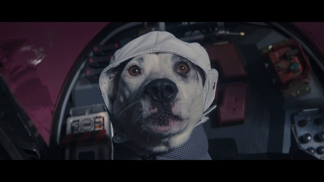 Video Reference: Canidae, Dog, Snout, Photography, Dog breed, Fisheye lens, American pit bull terrier, Pit bull, Non-Sporting Group, Photo caption