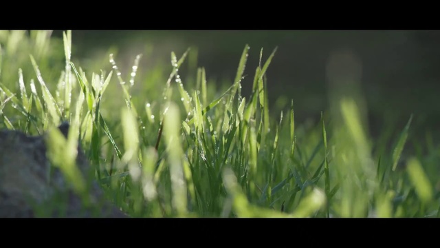 Video Reference: Nature, Water, Grass, Plant, Grass family, Leaf, Flowering plant, Sunlight, Flower, Wheatgrass