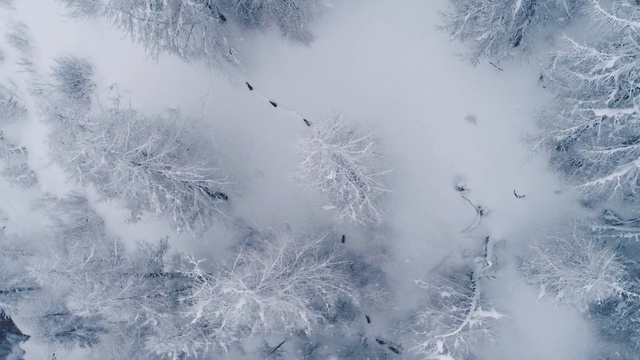 Video Reference: spider web, web, trap, snow, ice, winter, cold, windshield, weather