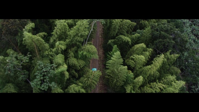 Video Reference: Vegetation, Tree, Nature, Forest, Green, Biome, Natural environment, Plant, Tropical and subtropical coniferous forests, Aerial photography