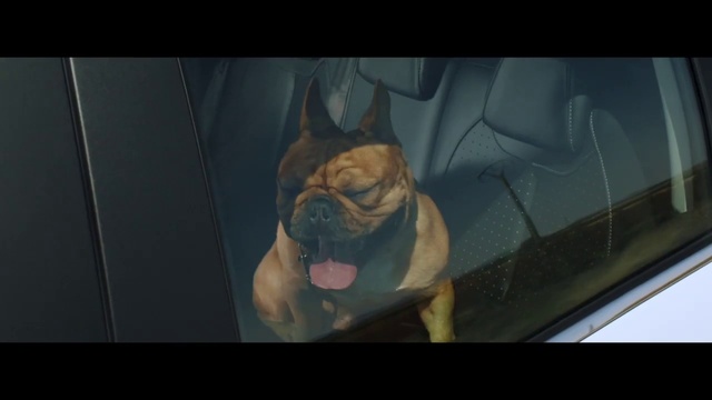 Video Reference: Canidae, Dog, Dog breed, Carnivore, Snout, Organism, Bullmastiff, Mouth, Guard dog, Non-Sporting Group