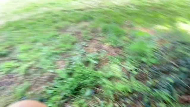 Video Reference: Grass, Nature, Vegetation, Green, Lawn, Soil, Leaf, Grass family, Plant, Tree