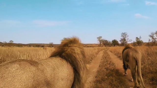 Video Reference: ecosystem, grassland, wildlife, pasture, savanna, steppe, ecoregion, safari, prairie, plain