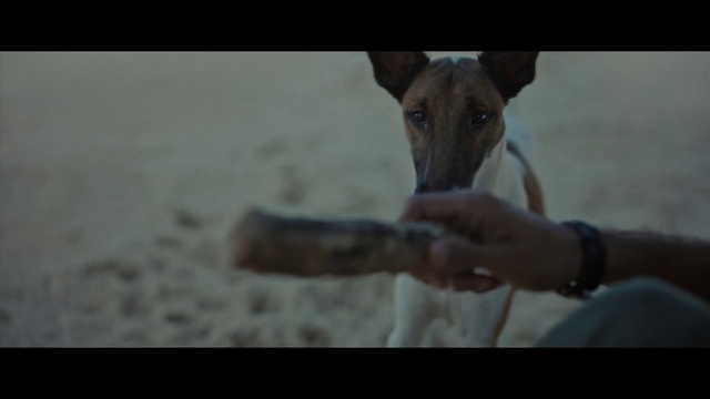 Video Reference: Mammal, Vertebrate, Dog, Canidae, Dog breed, Carnivore, Snout, Screenshot