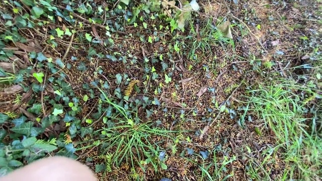 Video Reference: Plant, Grass, Flower, Grass family, Subshrub, Soil, Groundcover, Weed, Sedge family, Flowering plant