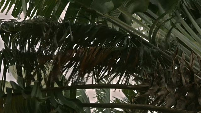 Video Reference: Tree, Plant, Palm tree, Arecales, Vegetation, Woody plant, Botany, Terrestrial plant, Attalea speciosa, Flowering plant