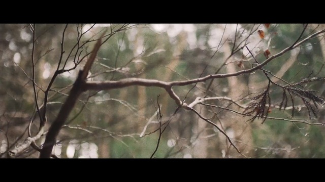 Video Reference: branch, tree, ecosystem, vegetation, leaf, woodland, woody plant, flora, fauna, forest