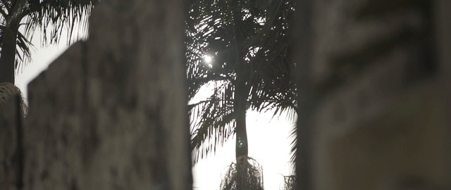 Video Reference: tree, woody plant, light, winter, branch, sunlight, wood, sky, freezing, plant