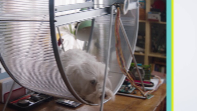 Video Reference: Cat, Degu