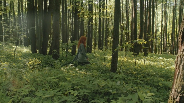 Video Reference: woodland, ecosystem, forest, vegetation, nature reserve, old growth forest, grove, tree, spruce fir forest, wilderness