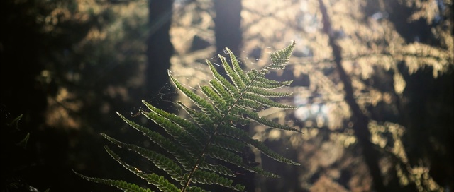 Video Reference: vegetation, leaf, morning, sunlight, sky, grass, tree, close up, branch, grass family, Person