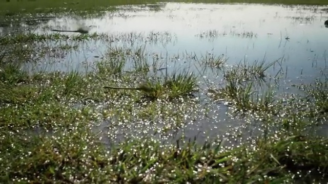 Video Reference: Freshwater marsh, Natural landscape, Water, Natural environment, Vegetation, Nature reserve, Marsh, Wetland, Fen, Bog