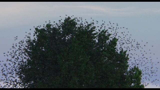 Video Reference: Flock, Tree, Bird, Sky, Bird migration, Plant, Wildlife, Animal migration, Person, Outdoor, Standing, Flying, Large, Sign, Light, Street, Green, Traffic, Air, Forest, Water, Tall, White, Red, Blue, Plane, Animal