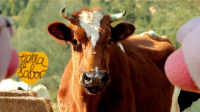 Video Reference: cattle like mammal, dairy cow, cow goat family, livestock, snout, ox, horn, calf, Person