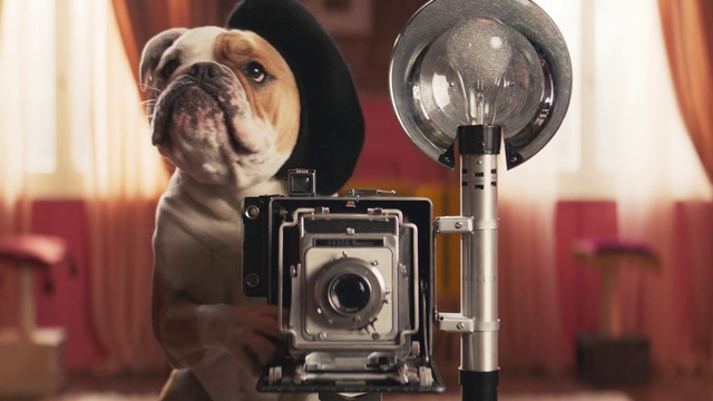 Video Reference: Cameras & optics, Camera, Dog, Canidae, Snout, Bulldog, Lens, Photography, Pug, Fawn