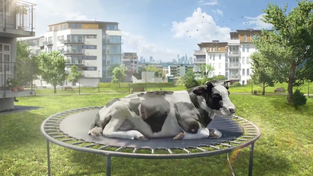 Video Reference: Bovine, Residential area, Public space, Grass, Working animal, Snout, Leisure, Photography, Pasture, Landscape