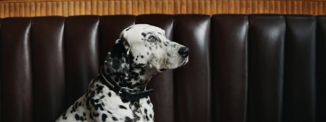 Video Reference: Dog, Mammal, Dalmatian, Vertebrate, Canidae, Dog breed, Carnivore, Non-Sporting Group, Snout, Sporting Group
