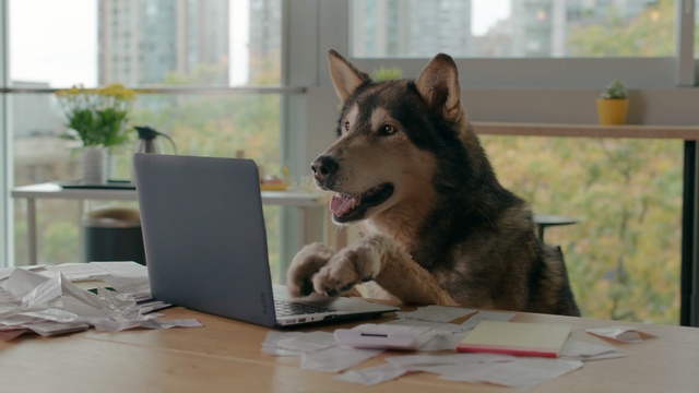 Video Reference: dog, dog like mammal, dog breed, dog breed group, siberian husky, saarloos wolfdog, snout, alaskan malamute, sakhalin husky, wolfdog