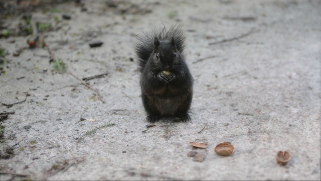 Video Reference: fauna, rodent, wildlife