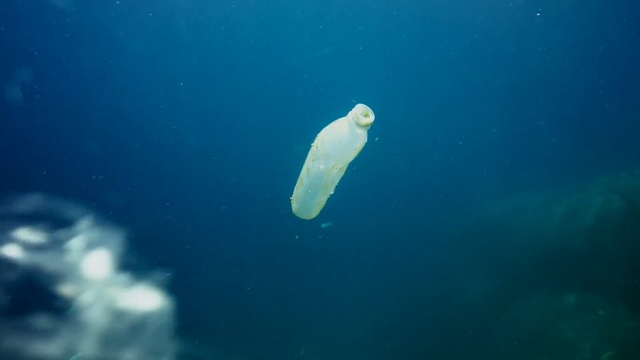 Video Reference: Underwater, Organism, Jellyfish, Water, Marine biology, Sea, Marine invertebrates, Ocean