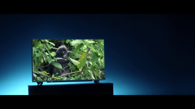 Video Reference: Leaf, Organism, Plant, Adaptation, Display device, Branch, Flower, Rectangle