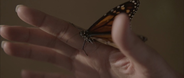 Video Reference: moths and butterflies, insect, butterfly, invertebrate, finger, pollinator, hand, macro photography, nail, arthropod