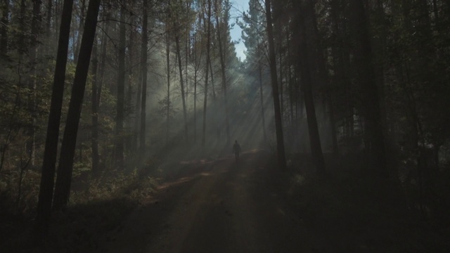 Video Reference: Nature, Forest, Atmospheric phenomenon, Natural environment, Tree, Woodland, Mist, Fog, Atmosphere, Natural landscape