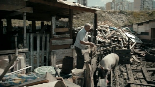 Video Reference: Cow-goat family, Person