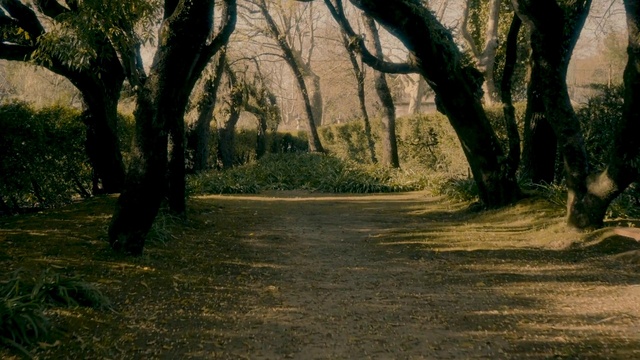 Video Reference: Tree, Natural landscape, Nature, Natural environment, Woodland, Forest, Biome, Nature reserve, Sunlight, Woody plant