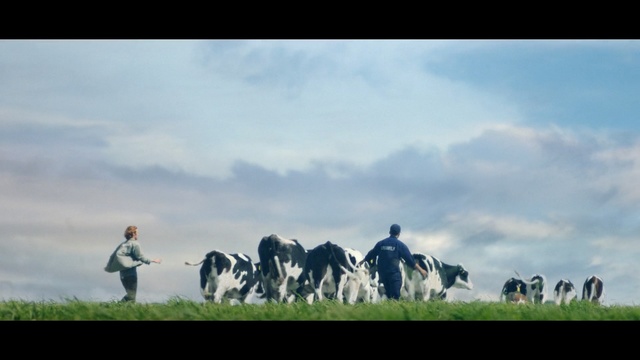 Video Reference: Pasture, Grassland, Herd, Bovine, Dairy cow, Natural environment, Field, Adaptation, Rural area, Landscape, Person