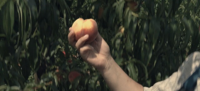 Video Reference: grass, grass family, plant, hand, finger, crop, tree, commodity