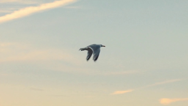 Video Reference: Sky, Beak, Bird, Seabird, Wing, Flight