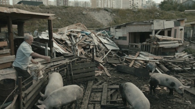 Video Reference: disaster, earthquake, livestock