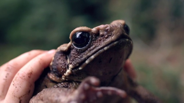 Video Reference: Toad, Amphibian, Frog, True frog, Terrestrial animal, True toad, Cane toad, Bufo, Adaptation, Snout, Person