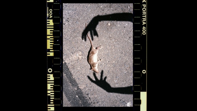 Video Reference: Text, Font, Organism, Adaptation, Photography, Shadow, Graphics software, Art