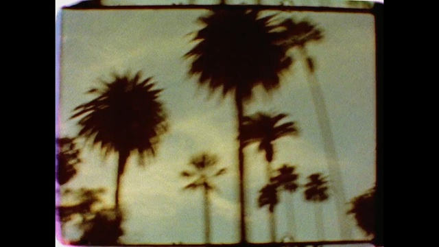 Video Reference: Sunflower, Sky, Yellow, Tree, Palm tree, Plant, Flower, sunflower, Arecales, Tints and shades