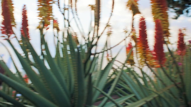 Video Reference: plant, flora, spring, plant stem, grass family, xanthorrhoeaceae, grass, tree, cactus
