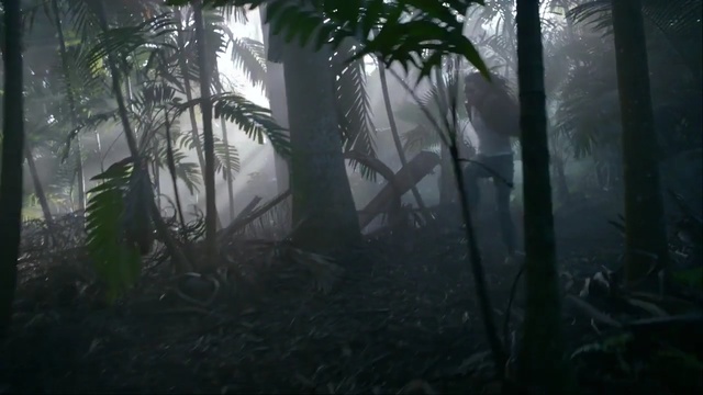 Video Reference: forest, ecosystem, vegetation, woodland, nature, rainforest, jungle, tree, old growth forest, sunlight