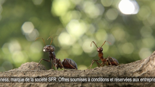 Video Reference: insect, pest, invertebrate, ant, membrane winged insect, organism, arthropod, macro photography, wildlife, wasp