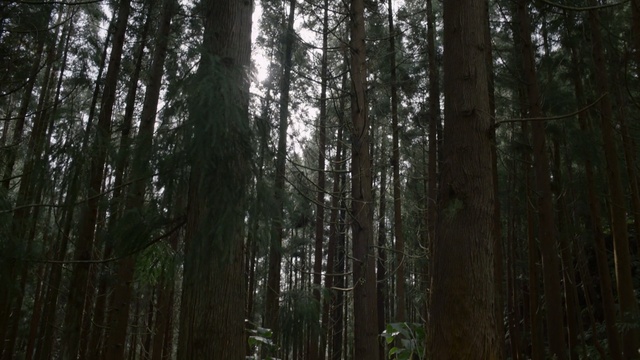 Video Reference: Tree, Forest, Old-growth forest, Woodland, Natural environment, Nature, Spruce-fir forest, Tropical and subtropical coniferous forests, Northern hardwood forest, Valdivian temperate rain forest, Outdoor, Plant, Wood, Snow, Standing, Wooded, Man, Side, Covered, Pole, Wearing, Riding, Black, Young, Skiing, White, Tall, Woman, Hill, Red, Group, Slope, Grove, Temperate coniferous forest, Trunk, Biome, Redwood, Jungle, Pine tree, Landscape, Day