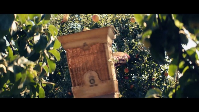 Video Reference: Photograph, Birdhouse, Tree, Leaf, Wood, Plant, Sunlight, Photography, Trunk, Branch