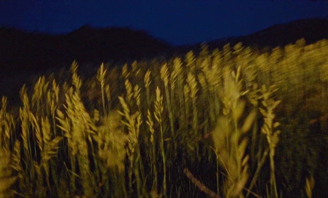 Video Reference: Nature, Sky, Grass, Barley, Yellow, Grass family, Phragmites, Plant, Night, Wheat, Outdoor, Standing, Dark, Grazing, Front, Sunset, Walking, Light, Field, Zebra, Man, Tall, Group, White, Snow, Landscape