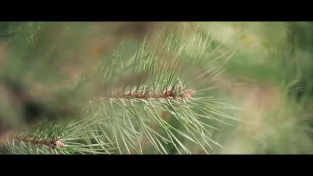 Video Reference: Nature, White pine, Insect, Caterpillar, Tree, Organism, Plant, Close-up, Grass, red pine