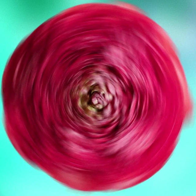 Video Reference: Pink, Magenta, Red, Circle, Plant, Glass, Bowl, Violet, Colorfulness