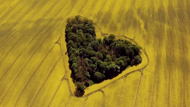 Video Reference: Green, Yellow, Field, Grass, Soil, Landscape, Rock, Photography, Plant