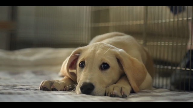 Video Reference: Dog, Mammal, Vertebrate, Dog breed, Canidae, Labrador retriever, Retriever, Snout, Carnivore, Nose