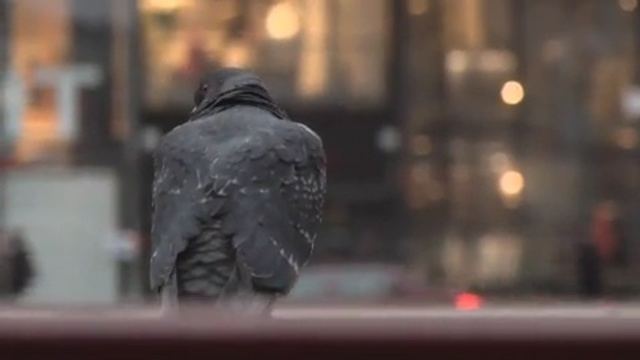 Video Reference: street, bird, dove, car 
