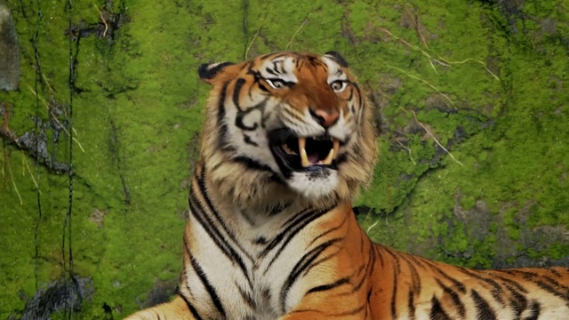 Video Reference: Tiger, Wildlife, Terrestrial animal, Mammal, Vertebrate, Bengal tiger, Siberian tiger, Felidae, Whiskers, Carnivore
